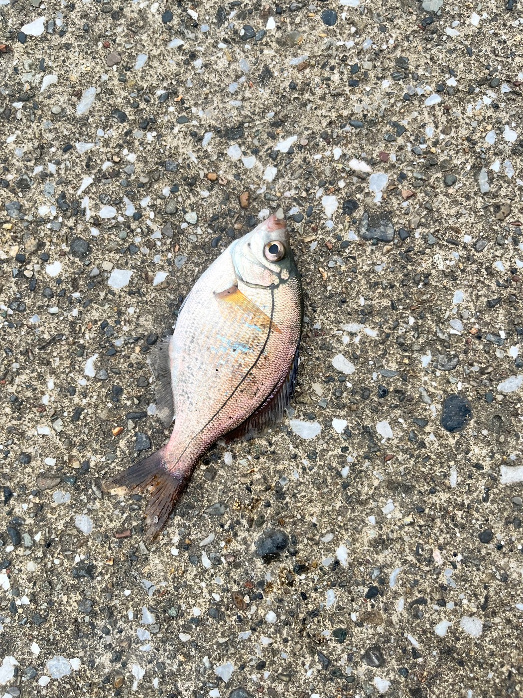 釣果