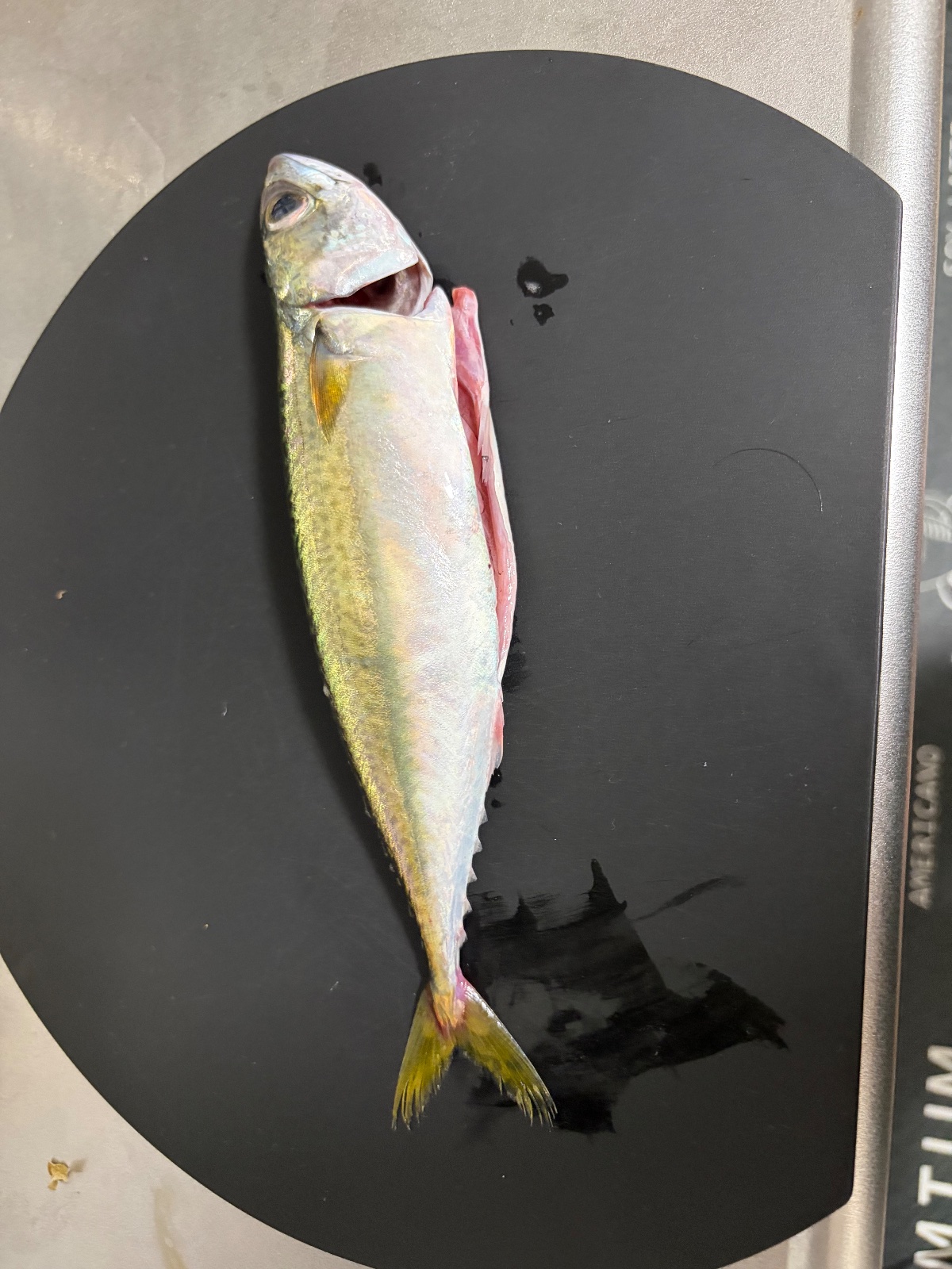 釣果
