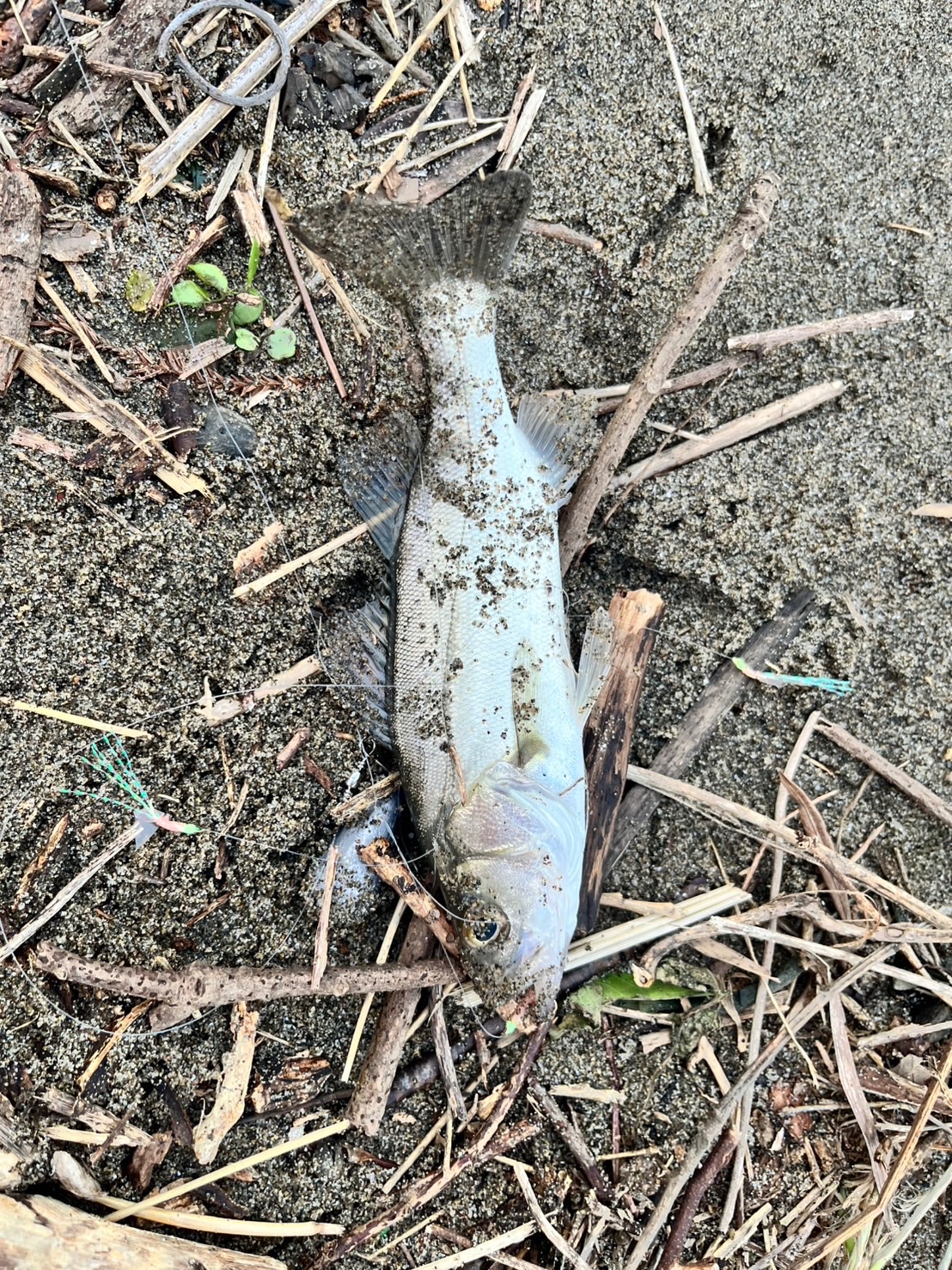 釣果